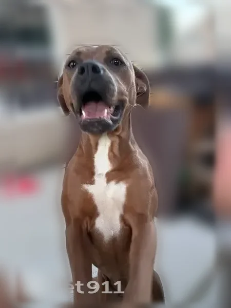 Lost dog, Bob Gray Road, Nashville - female, white chest, green collar - photo