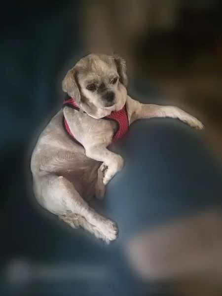 Lost dog, Trading Post Street, 2106, Fort Lupton - white shih-tzu mix in pink harness - photo