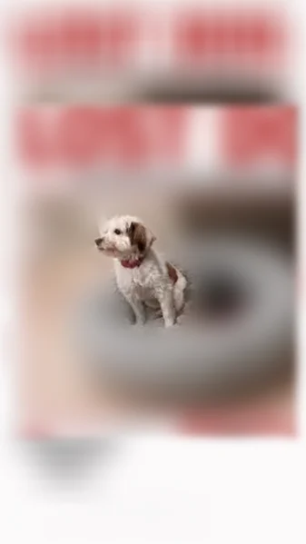 Lost dog, Hook Creek Boulevard, 133-68, Queens — female, white and brown, friendly - photo