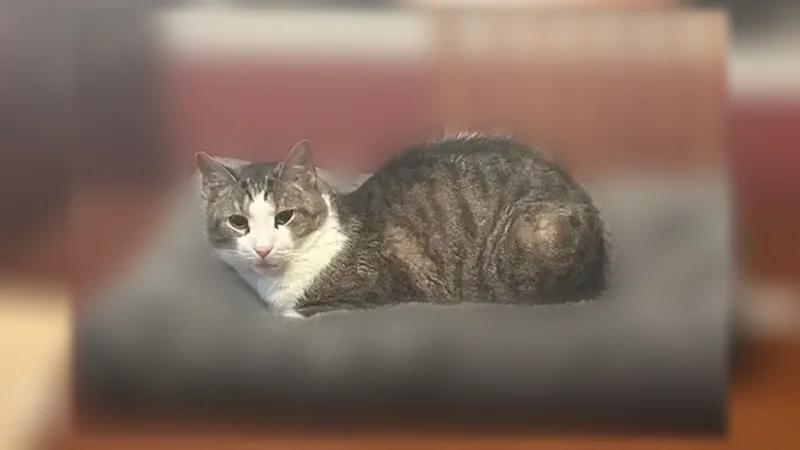 Lost cat, Hurtin Street, 58, Port Jefferson Station - male, chipped - photo