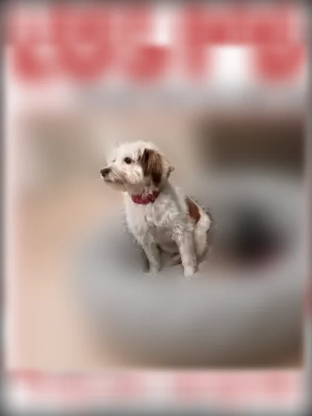 Lost dog, female, Hook Creek Boulevard, 133-68, Queens - black and white, spooked by fireworks - photo