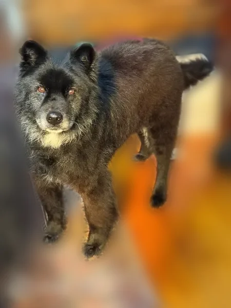 Lost dog, North College Street, Red Springs, Fayetteville - black chow mix, 13 years old - photo