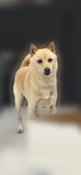 Lost dog, Perkins Avenue, 3007, Mission, Edinburg - answers to Legoshi - photo