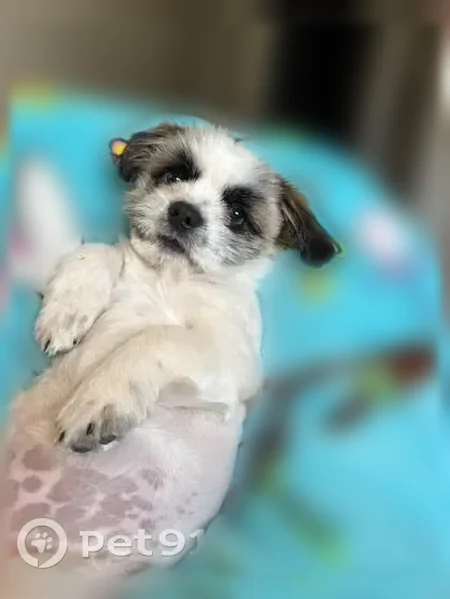 Lost dog, South Los Amigos Circle, 5107, Mercedes - male - photo