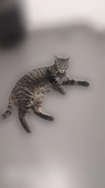 Perdu chat, Rue Ménard, 45B, Nîmes - tigré aux yeux verts/jaunes - photo