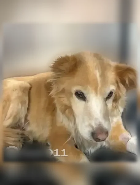 Lost dog, Camino De La Vista Drive, 5128, Arlington - female, very shy, with one ear - photo