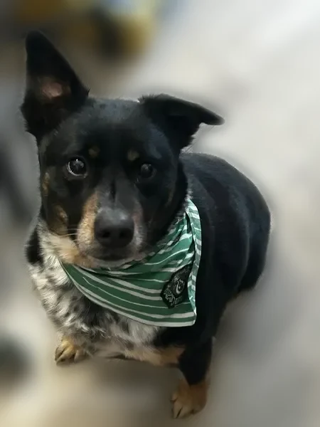 Lost dog, Beach Street, 12159, La Salle - comes when called - photo