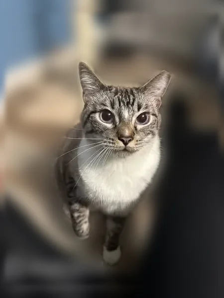 Lost cat, West Frye Road, 2375, Chandler - friendly, blue eyes - photo