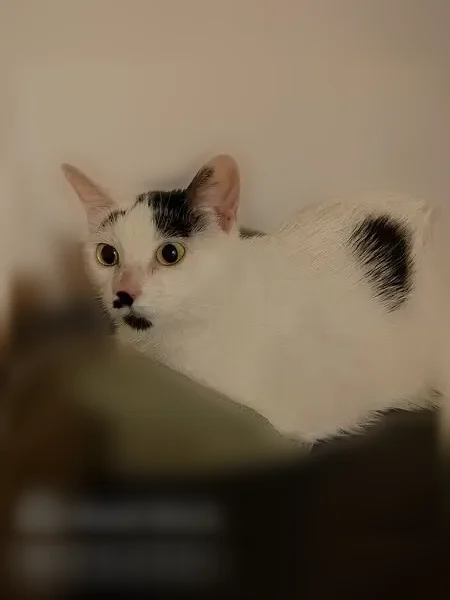 Chat perdu, femelle, Rue Ganterie, 86, Rouen — pansement sur le ventre - photo