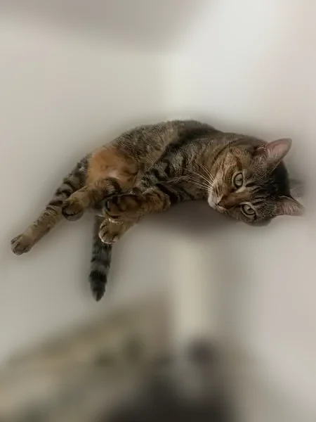 Chat perdu, Rue du Général Leclerc, 40, Rouen — femelle - photo