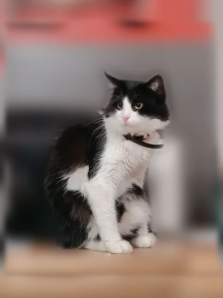 Chat perdu mâle, Rue de Bagnols, 11, La Canourgue - noir sur le haut du corps, pattes et nez blancs - photo