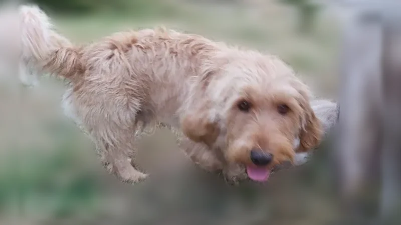 Chien perdu mâle, Le Coslin, Limerzel, Lyon - Basset Fauve de Bretagne, 2 ans - photo