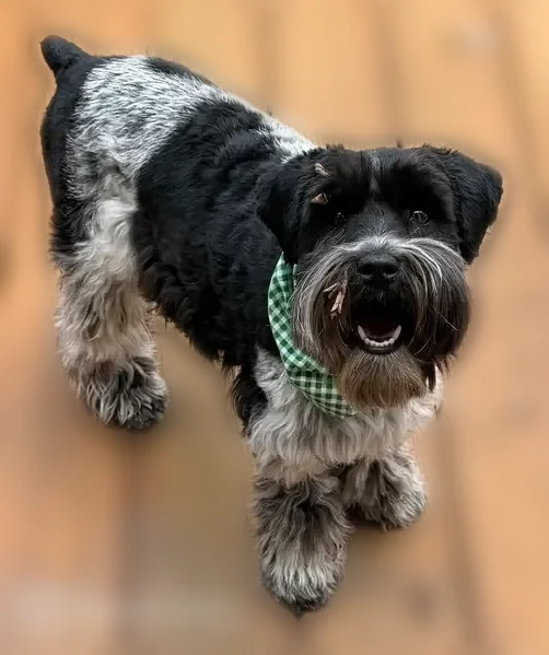 Lost dog, Moorland Drive, 3707, Charlotte - black and white, female, black collar - photo
