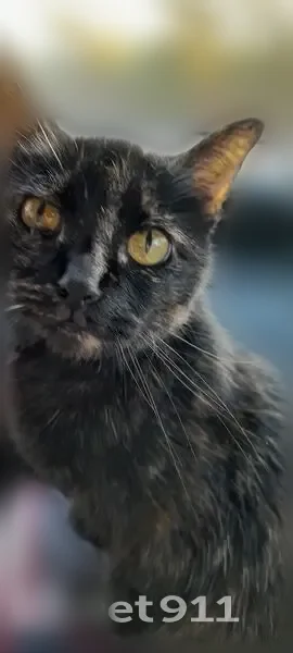 Chat perdu femelle, Chemin des Rosiers, Roullet-Saint-Estèphe, Paris - craintive, 16 ans - photo