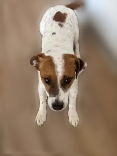 Chien perdu mâle, Fontenay-Trésigny, Île-de-France — jack russell très craintif - photo
