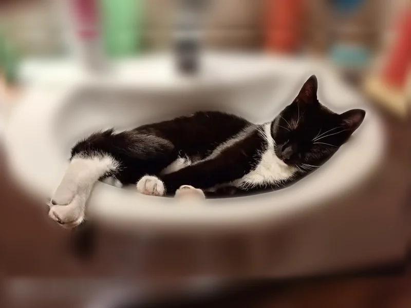 Perdu chat femelle, Chemin des Cantons, 460, Courthézon, Veauche — pucée, noire et blanche - photo