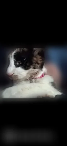Lost cat, East 1st Street, 301, Flint - female, curled tail - photo
