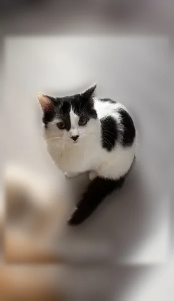Chat perdu femelle, Rue Fernand Forest, 8, La Mulatière - blanche avec des taches noires - photo