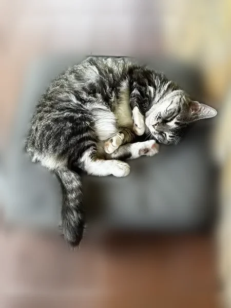 Lost cat, County Route 17, 3791, Altmar - female - photo