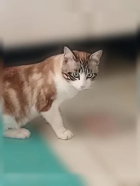 Chat perdu mâle, Chemin Hervé Baïsse, 163, Mèze - yeux bleutés - photo