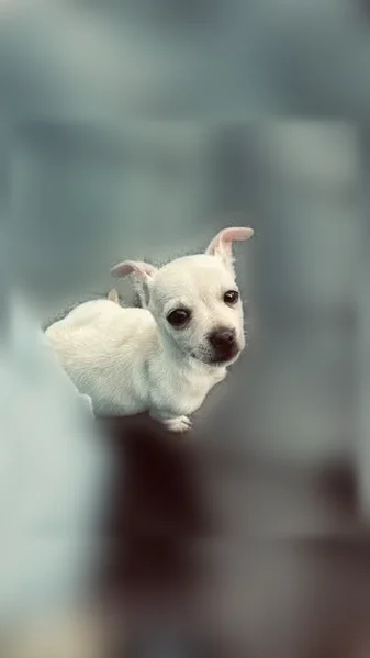 Lost dog, 5th Street East, 3004, Bradenton - white Chihuahua, blue collar - photo