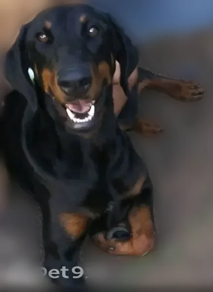Lost dog, Enterprise Court, 741, City of Atwater, Stockton - female, red faded collar - photo