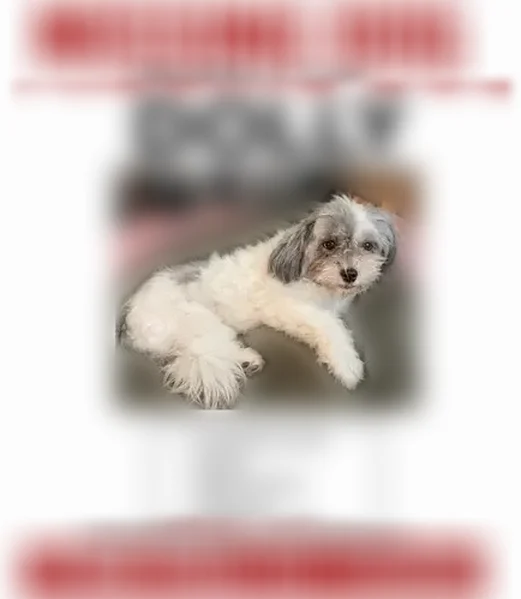 Lost dog, Frankstown Avenue, 7319, Pittsburgh - female shih tzu mix - photo