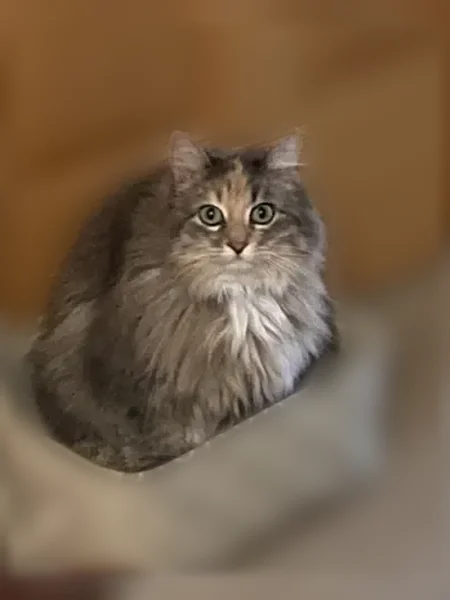 Lost cat, Newport News - small, 8 pounds - photo