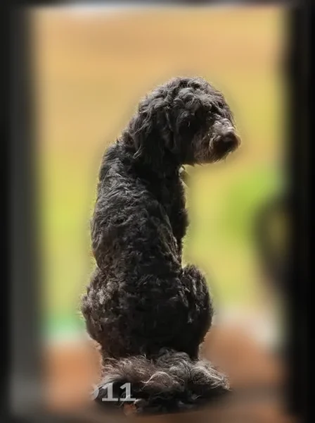 Lost dog, male, Louisiana 1, 110, Oil City - long-haired, friendly - photo
