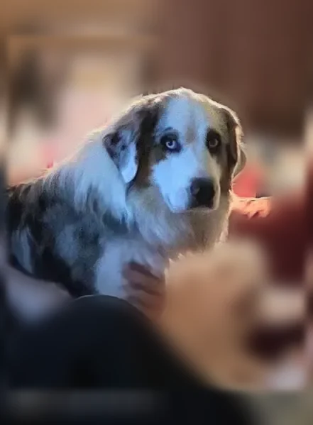 Lost dog, Shaker Trail, Austin - got out of the backyard - photo