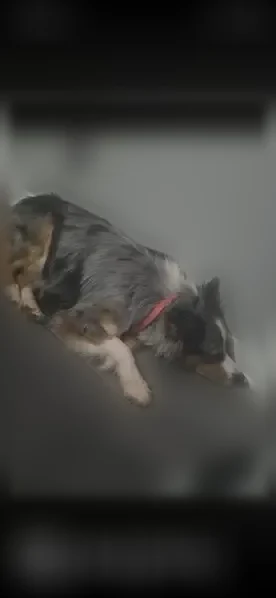 Missing dog Male, Decatur (usl541957) - photo