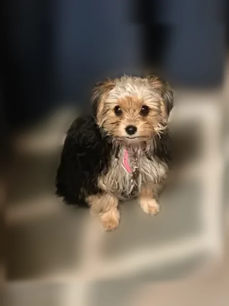 Lost dog, East Grace Street, 19156, Linden, Lathrop - female morkie poo - photo