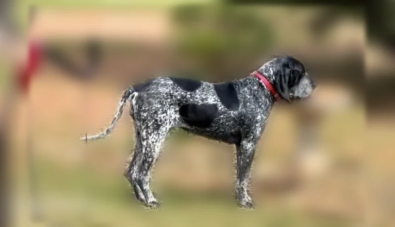 Lost dog, Shackelford Road, Zebulon - female blue tick hound, orange and black beeper collar - photo