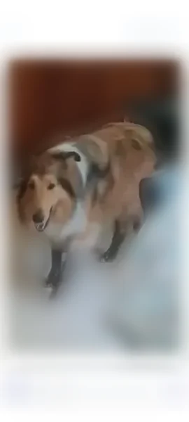 Lost dog, County Road 510, 1005, Negaunee - chipped female - photo