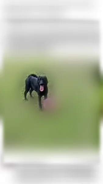 Lost dog, Maple Springs, New York, Arlington - six month old lab retriever and German Shepherd mix - photo