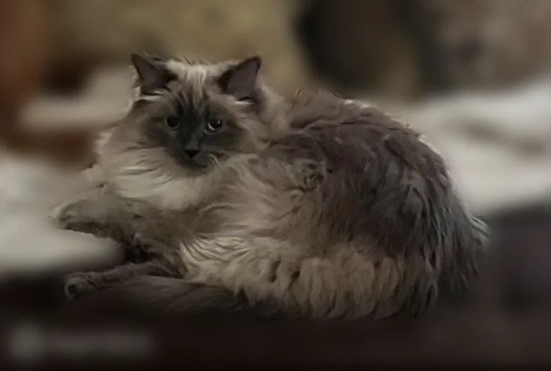 Lost cat, female, Autumn Hill Drive, 315, Robertsville - fluffy long-haired white and grey cat with blue eyes - photo
