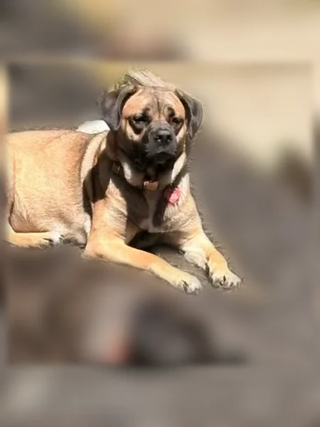 Lost dog, Burrs Mill Road, 53, Southampton Township, Leisuretowne - photo