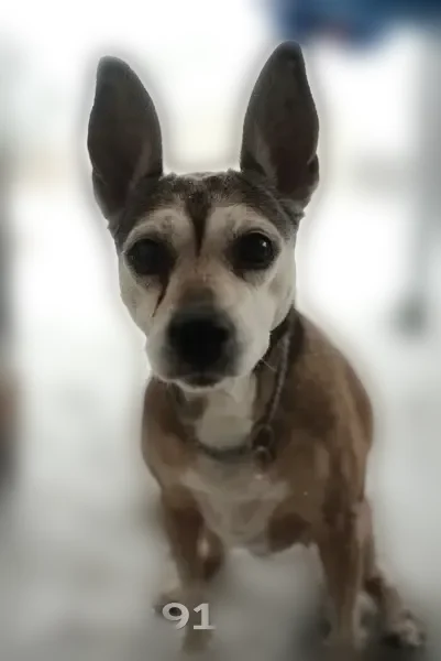 Lost dog, Rice Circle, 107, Scott, Baton Rouge - female, 15 years old, limps - photo