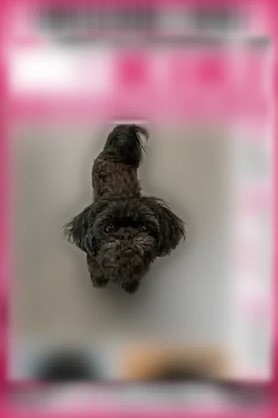 Lost female dog, Farm to Market Road 1343, 4310, Devine - small black Shih Tzu/Yorkie mix, shaved coat - photo