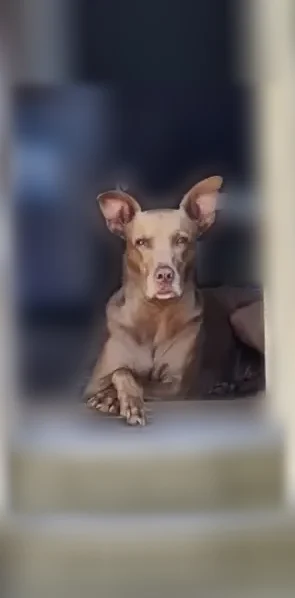 Lost dog, East Lee Street, 313, Raleigh - brown 7-year-old Visla, 45 pounds - photo