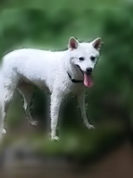 Lost dog, Indian Overlook, 478, Dayton - female, white, friendly - photo