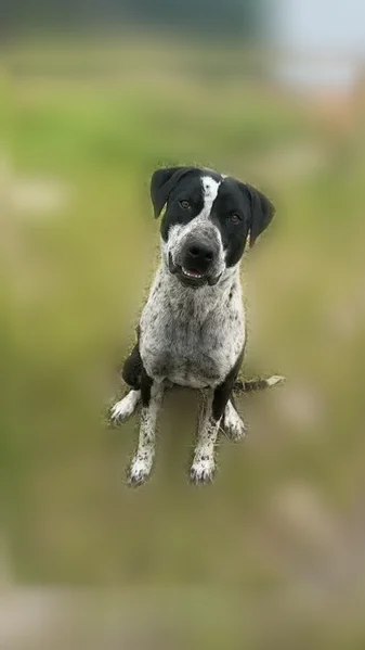 Lost dog, Wildwood Avenue, 162, Fruitland, Hamlet - male, black and white, fixed - photo