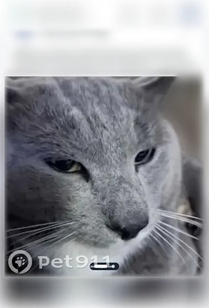Lost cat, Antebellum Drive, 12009, Charlotte — dark gray with spots, yellow dark eyes - photo