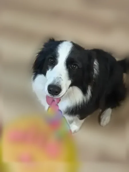 Lost dog, Rigel Chase, 7423, San Antonio - Border Collie - photo