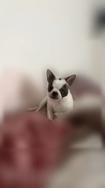 Lost dog, Little Bartons Creek Road, Arlington - male Boston Terrier/Blue Heeler mix - photo