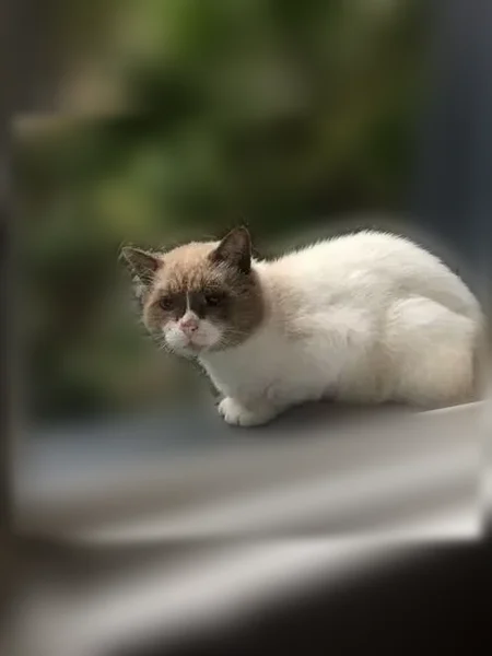 Chat perdu mâle, Rue de l'Industrie, 8, Besançon - Sacré de Birmanie beige, tête marron, un œil bleu - photo