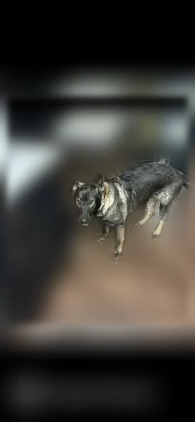 Lost dog, Lieblong Road, Greenbrier - photo