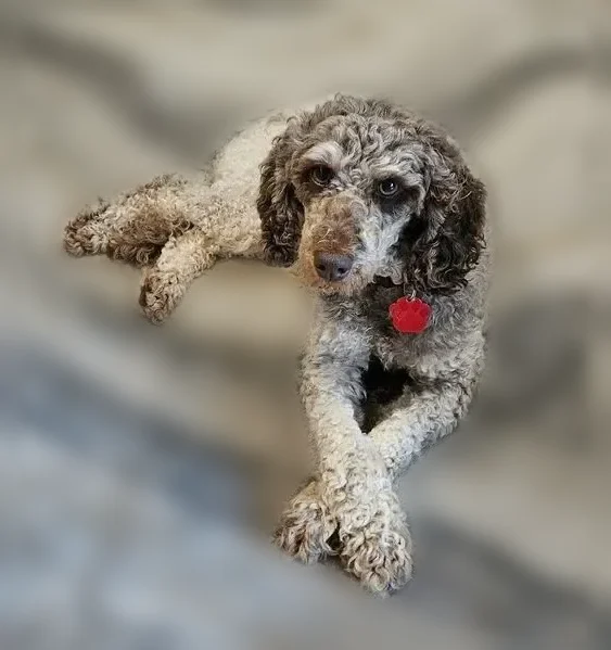 Lost dog, Ketch Drive, 38622, Selbyville - female - skittish Cavapoo - photo