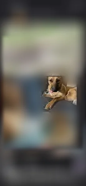 Lost dog, Karrah Drive, 5, Clancy - female, tan, wearing a collar and nametag - photo