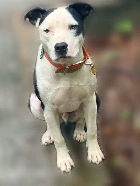 Lost dog, North Sanctuary Road, 917, Chattanooga, Nashville - male service dog - photo